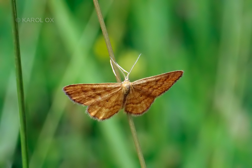 piadica hlinožltá (Idaea serpentata)