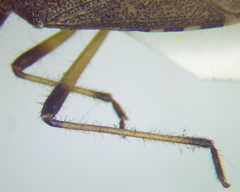 Dicranocephalus setulosus