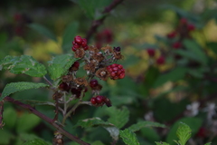 Rubus praecox
