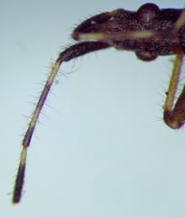 Dicranocephalus setulosus