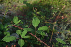 Rubus praecox