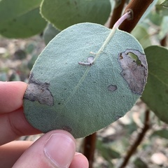 Coleophora glaucella