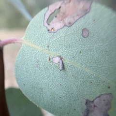 Coleophora glaucella