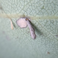 Coleophora glaucella