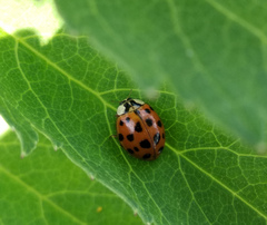 Harmonia axyridis