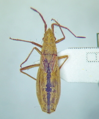 Myrmus miriformis
