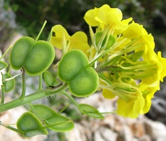 Biscutella cichoriifolia