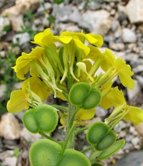 Biscutella cichoriifolia