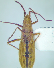 Myrmus miriformis