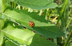 Harmonia axyridis