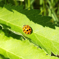 Harmonia axyridis