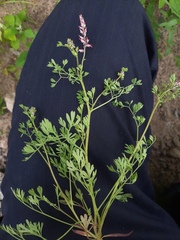 Fumaria rostellata