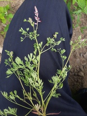 Fumaria rostellata