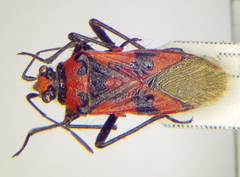 Corizus hyoscyami