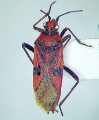 Corizus hyoscyami