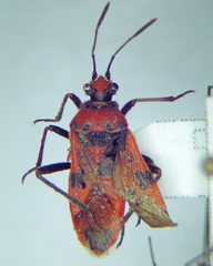 Corizus hyoscyami