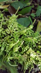 Peperomia berlandieri