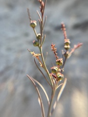 Stillingia linearifolia