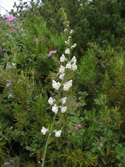 Linaria microsepala