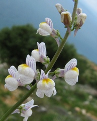 Linaria microsepala