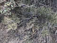 Ephedra trifurca
