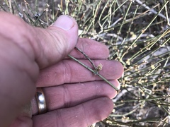 Ephedra trifurca