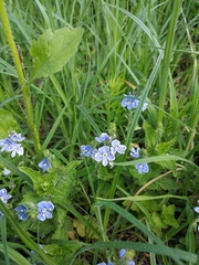 Veronica chamaedrys