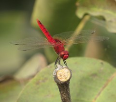 Urothemis signata