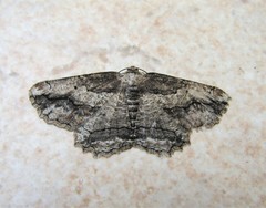 Menophra berenicidaria