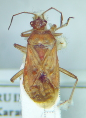 Rhopalus maculatus