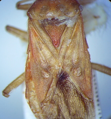 Rhopalus maculatus