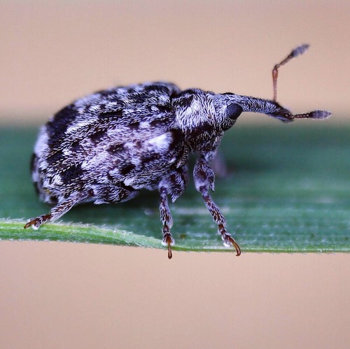 Cleopus pulchellus