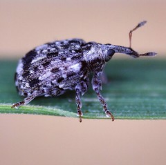 Cleopus pulchellus