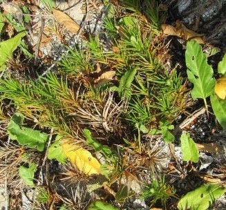 Cyperus pedunculatus iNat (2)