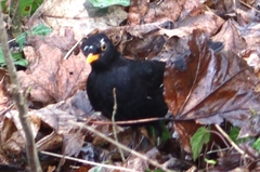 Turdus merula