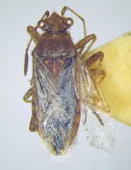 Rhopalus parumpunctatus