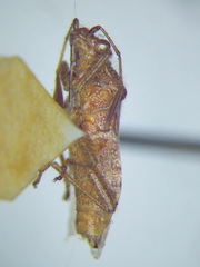Rhopalus parumpunctatus