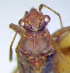 Rhopalus parumpunctatus