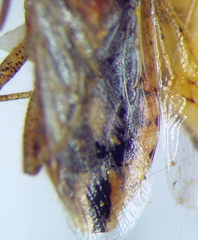 Rhopalus parumpunctatus