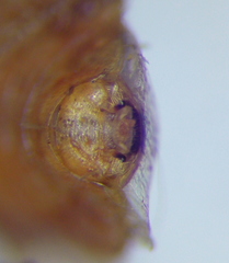 Rhopalus parumpunctatus