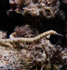 Corythoichthys haematopterus