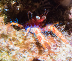 Trapezionida olivarae