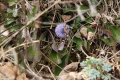 Globularia bisnagarica