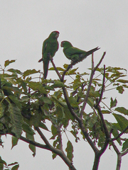 Psittacara finschi