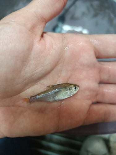 Lemon tetra (Hyphessobrycon pulchripinnis) — Characidae — 3