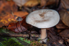 Clitocybe phyllophila