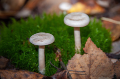 Clitocybe phyllophila