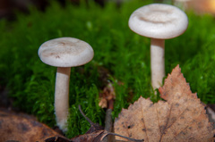 Clitocybe phyllophila