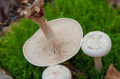Clitocybe phyllophila