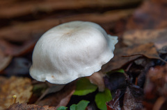 Clitocybe phyllophila